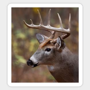 White-tailed Deer Sticker